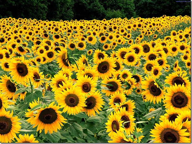 Field_of_Sunflowers_Kentucky